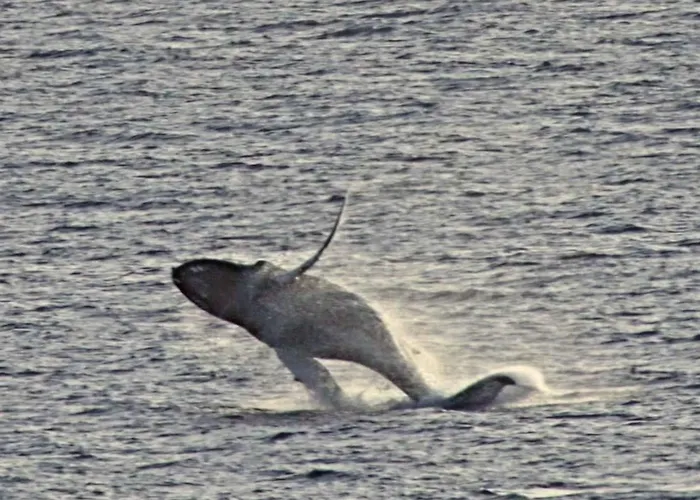 Luxusapartment By Interhome Lägenhet Costa Del Silencio